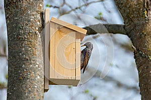 Starling Sturnus vulgaris at the birdhouse