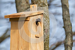 Starling Sturnus vulgaris at the birdhouse