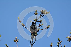 Starling, Sturnus vulgaris, on cherry tree branch.
