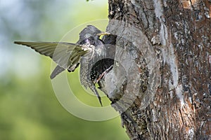 The starling Sturnus vulgaris feeds the youngsters in its nesting cavity