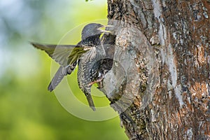 The starling Sturnus vulgaris feeds the youngsters in its nesting cavity