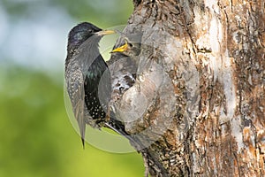 The starling Sturnus vulgaris feeds the youngsters in its nesting cavity