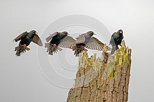 Starling Sturnus vulgaris flight. Landing maneuver .