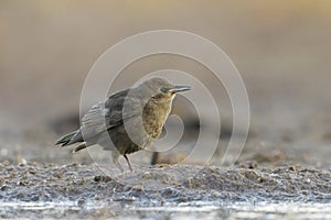 Starling (sturnus vulgaris) juvenile in the wetlands feeding