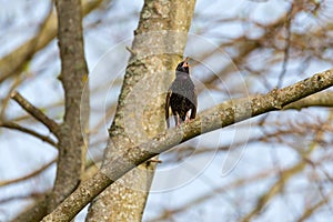 Starling Sturnus vulgaris - love song