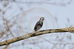 Starling Sturnus vulgaris - love song