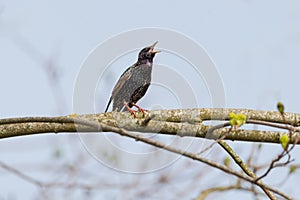 Starling Sturnus vulgaris - love song