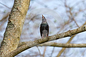 Starling Sturnus vulgaris - love song