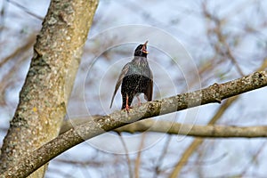 Starling Sturnus vulgaris - love song