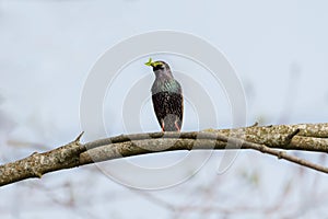 Starling Sturnus vulgaris - nest building