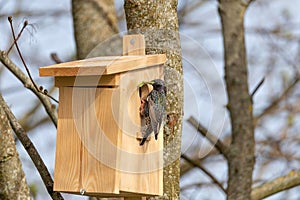 Starling Sturnus vulgaris - nest building