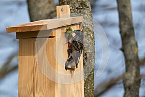 Starling Sturnus vulgaris - nest building