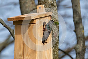 Starling Sturnus vulgaris - nest building