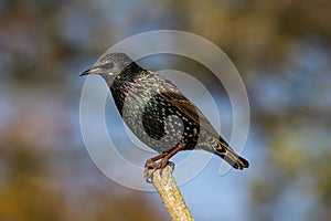 Starling Sturnus Vulgaris On Perch