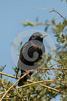 Starling, Sturnus vulgaris, perched on goji vine