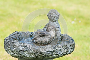 Starling [Sturnus vulgaris] taking a bird bath