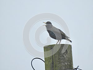 Starling on a telegraph pole