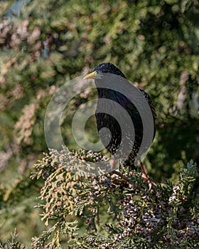 Starling in a tree