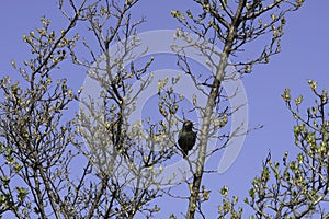 Starling on a tree at Citylife park, Milan