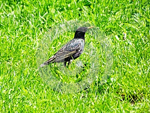 Starling walk on the green grass. shot from the back with narrow depth of field