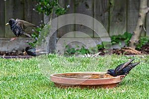 Starling wild bird, Sturnus vulgaris, drinking water from a garden bird bath