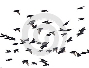 Starlings photo
