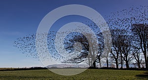 Starlings