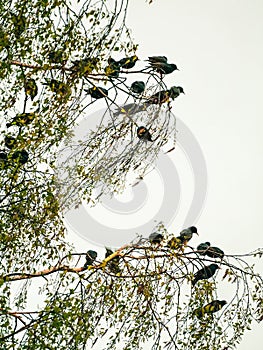 Starlings