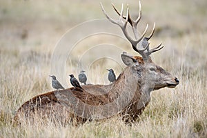 Starlings on the back of a red deer stag photo