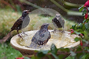 Starlings bathing on a bird bath