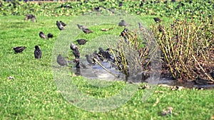 Starlings are bathing in slow motion