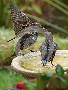 Starlings on a bird bath photo