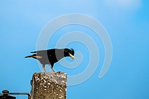 Starlings bird on the post