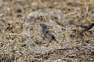 Estorninos observación de aves en campo 