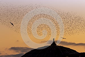 Starlings at Brighton palace pier photo