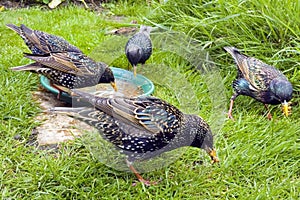 Starlings Collecting mealworms feeding on a lawn