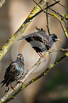 Starlings, couple of funny wet birds sit on a branch and shake humid feathers