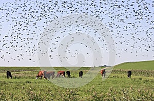 Starlings and cows in Groninger landscape, Holland