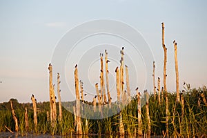 Starlings on dead trees