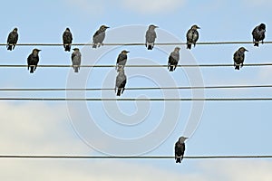 Starlings on electric wires