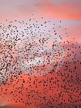 Starlings fill the night sky photo
