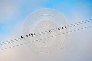 Starlings flew in. Flock of birds sitting on wires