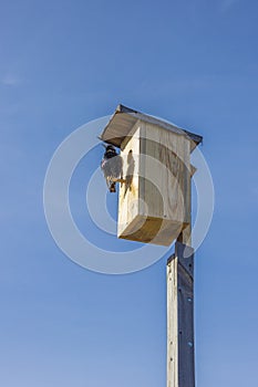 Starlings flew in, they populate the birdhouses photo