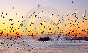 Starlings flying in formation at sunset infront of west pier Brighton