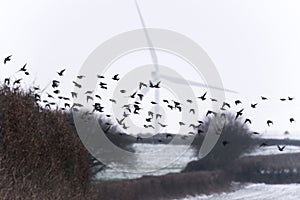 Starlings flying in front of wind turbine