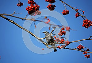 Starlings foraging for food in the woods