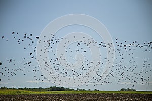 Starlings and lapwings ready for migration over the field. Flock of birds flying to south in autumn.