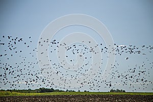 Starlings and lapwings ready for migration over the field. Flock of birds flying to south in autumn.