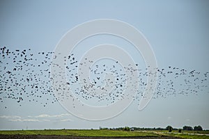 Starlings and lapwings ready for migration over the field. Flock of birds flying to south in autumn.