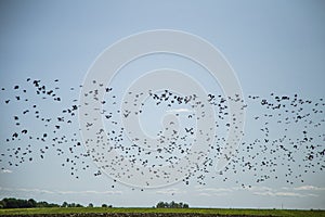 Starlings and lapwings ready for migration over the field. Flock of birds flying to south in autumn.